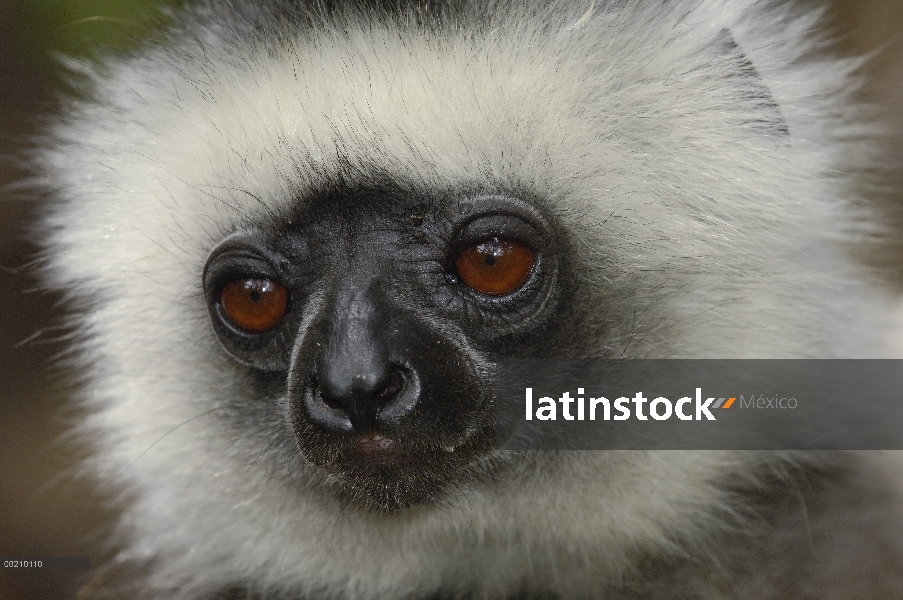 Stephanophorus Sifaka (Propithecus diadema), Parque Nacional de Mantadia, Madagascar