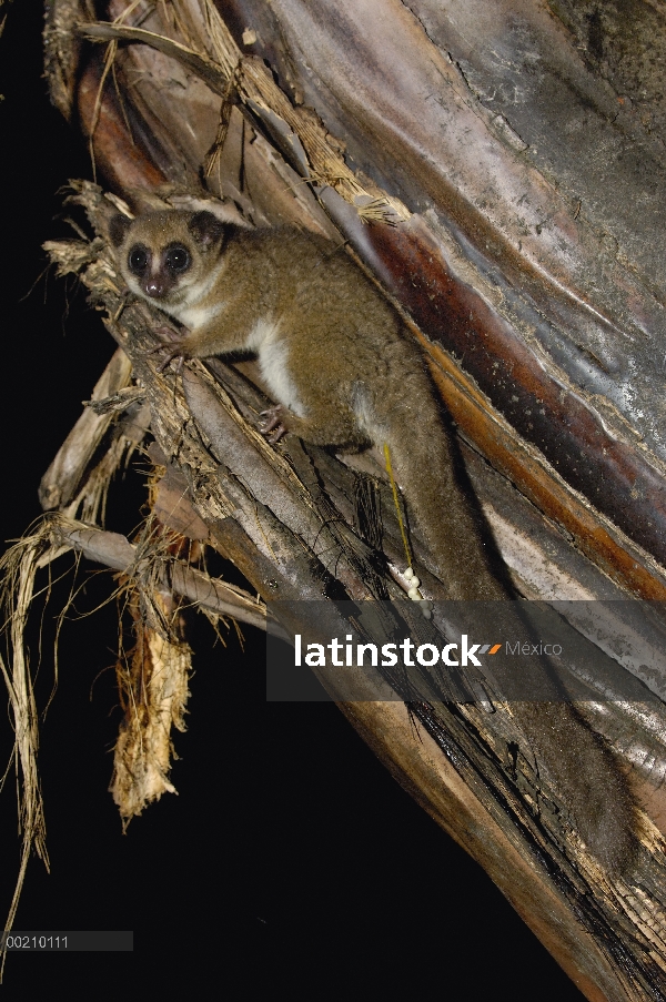 Mayor Lemur enano (Cheirogaleus principales) en el árbol de la noche, reserva especial de Perinet, M