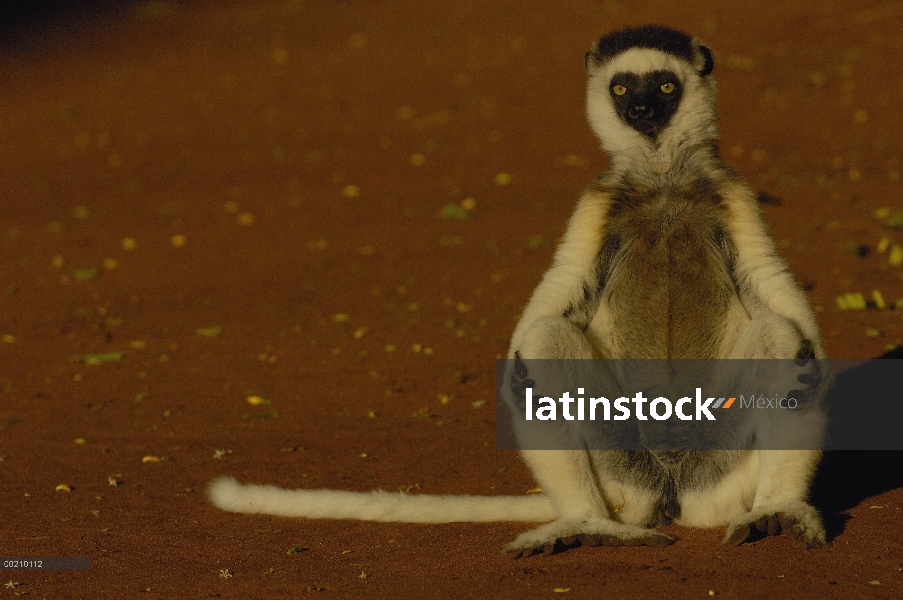 Cafre Sifaka (Propithecus verreauxi) tomando el sol, vulnerables, reserva de Berenty, Madagascar