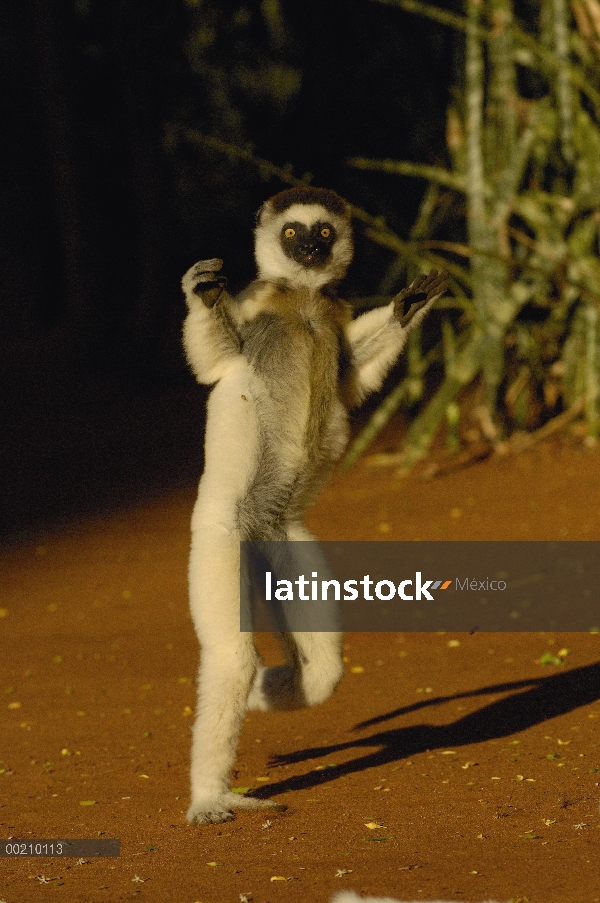 Sifaka de Verreaux (Propithecus verreauxi) saltando a través de terreno abierto, vulnerable, reserva