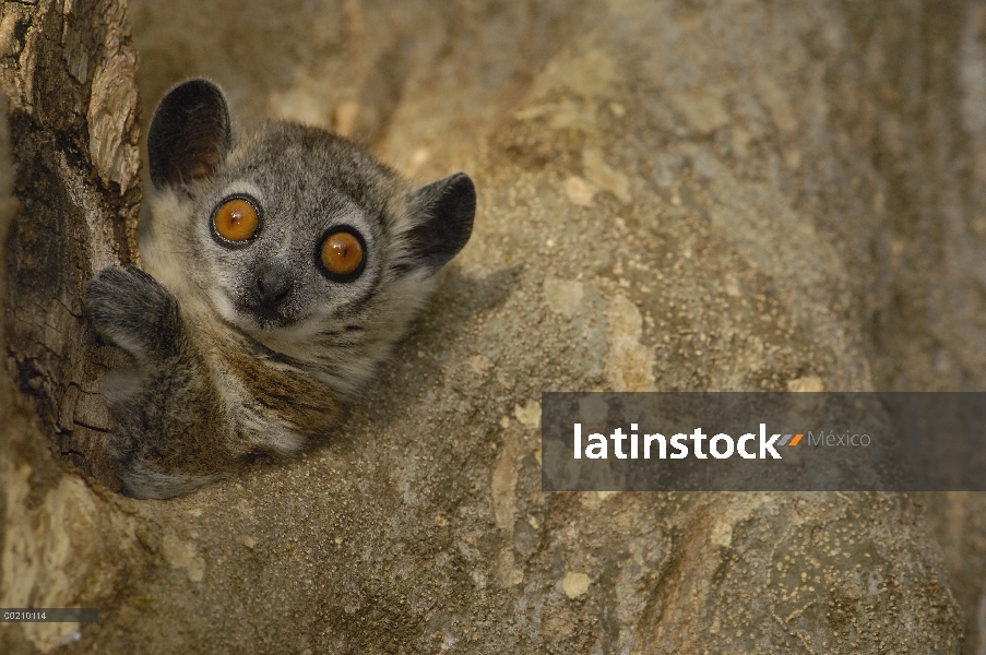 Lemur Sportive blanco-footed (Lepilemur leucopus) leerlo fuera del agujero del nido, reserva privada