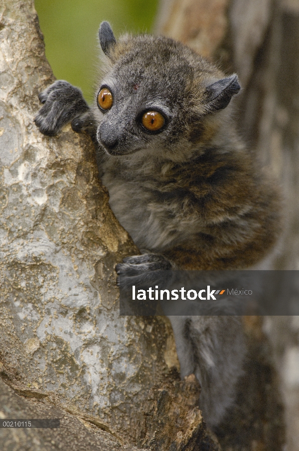 Blanco-footed retrato de Lemur Sportive (Lepilemur leucopus), reserva privada de Berenty, Madagascar