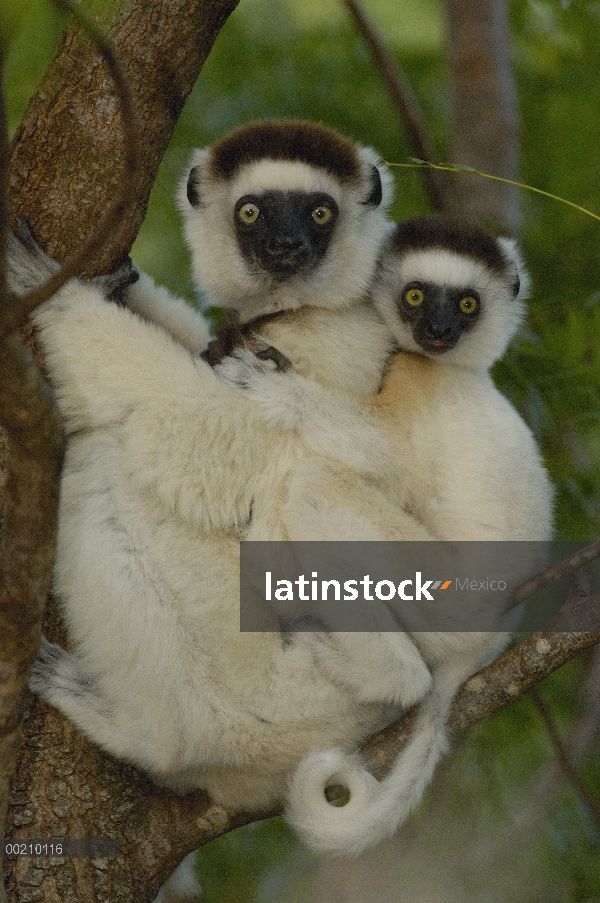 Cafre Sifaka (Propithecus verreauxi) madre y bebé, vulnerable, reserva de Berenty, sur de Madagascar