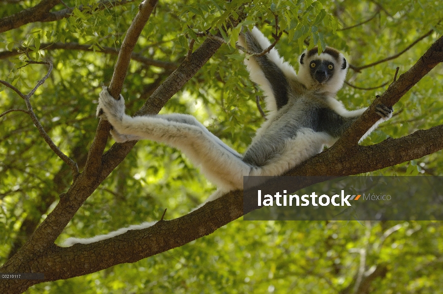 Sifaka de Verreaux (Propithecus verreauxi) descanso en árbol, vulnerable, reserva de Berenty, sur de