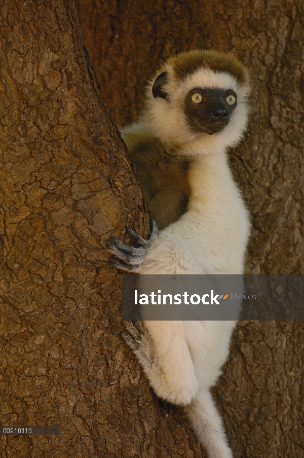 Sifaka (Propithecus verreauxi) retrato cafre, vulnerable, reserva de Berenty, sur de Madagascar