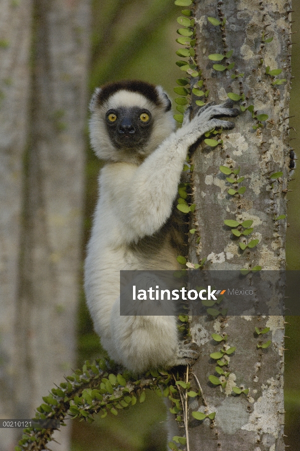 Sifaka de Verreaux (Propithecus verreauxi) en Fantsiolotse (Montagnacii ascendens) Espinosa vegetaci