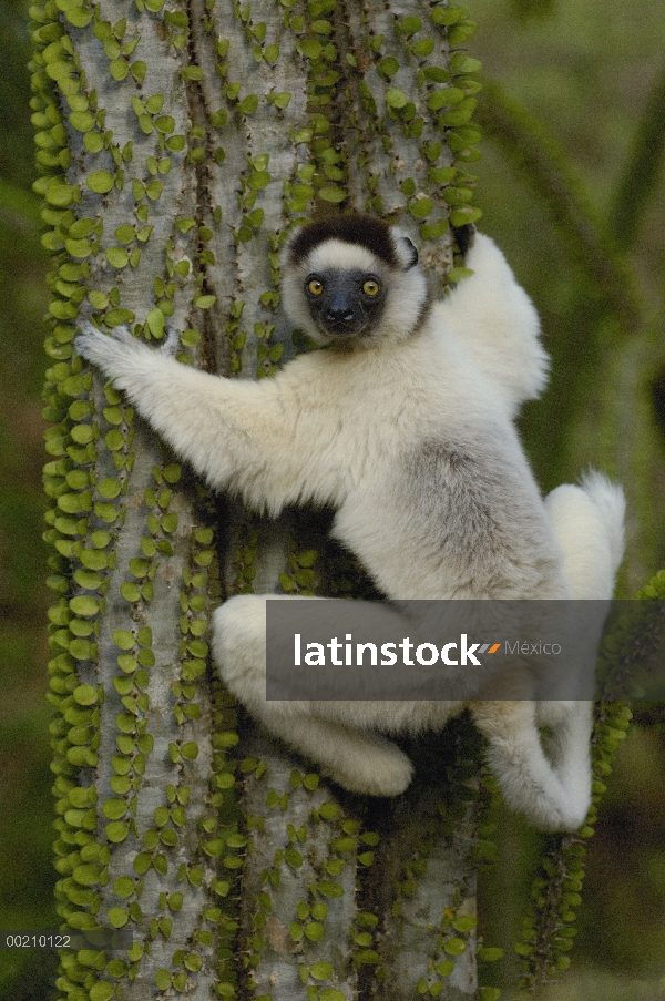 Sifaka de Verreaux (Propithecus verreauxi) en Fantsiolotse (Montagnacii ascendens) Espinosa vegetaci