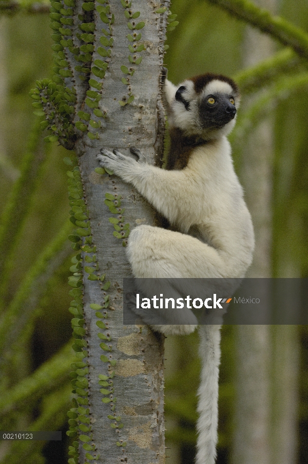 Sifaka de Verreaux (Propithecus verreauxi) en Fantsiolotse (Montagnacii ascendens) Espinosa vegetaci