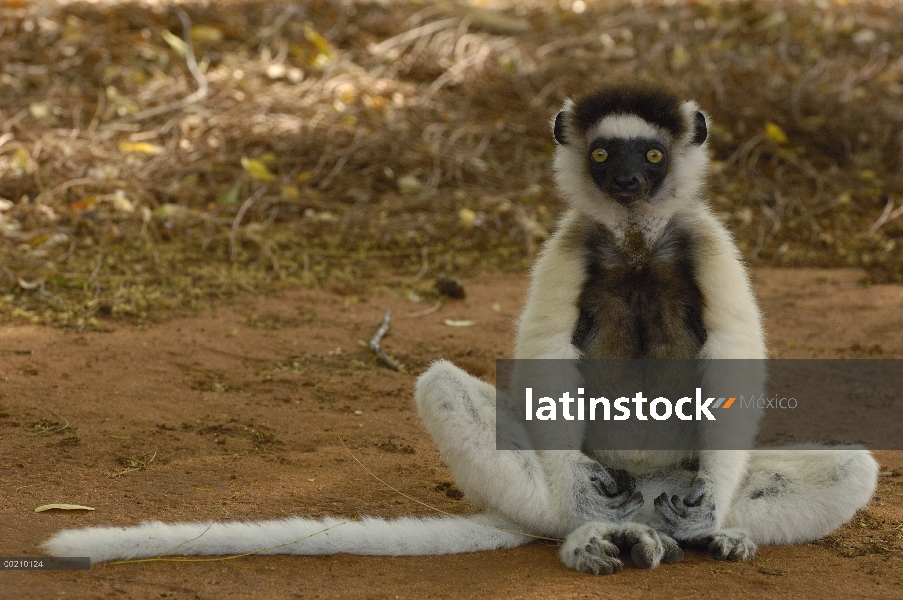 Sifaka de Verreaux (Propithecus verreauxi) sentado en el suelo, vulnerable, reserva de Berenty, sur 