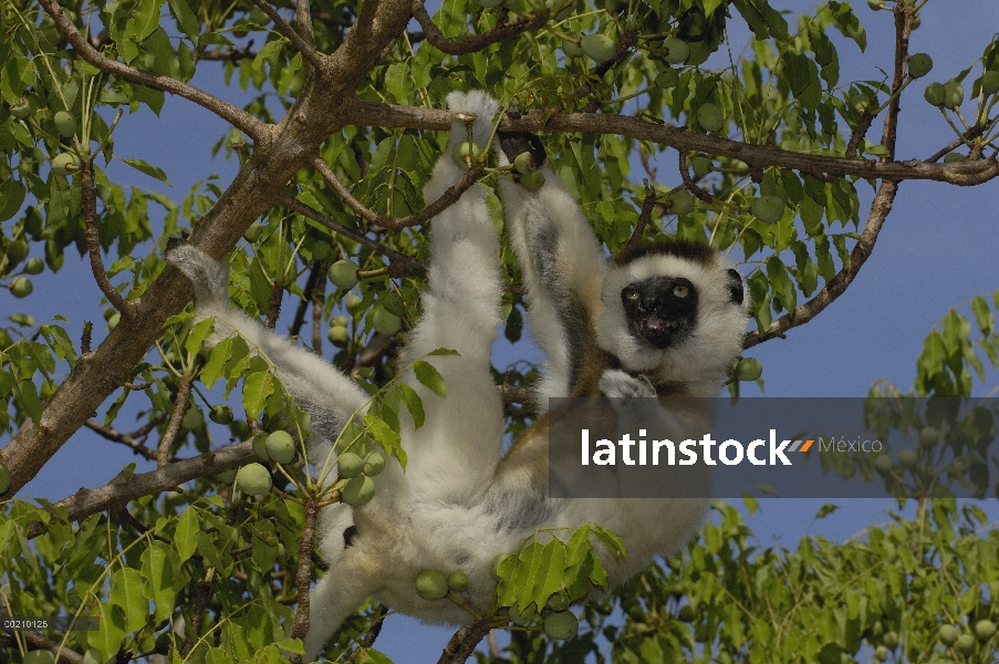 Sifaka de Verreaux (Propithecus verreauxi) colgando en el árbol, vulnerable, reserva de Berenty, sur