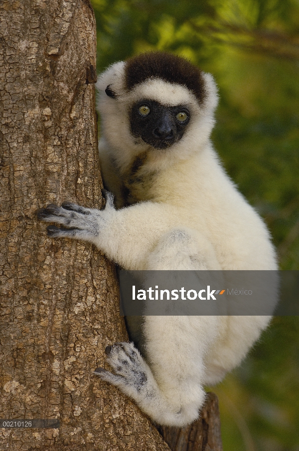 Sifaka (Propithecus verreauxi) retrato cafre, vulnerable, reserva de Berenty, sur de Madagascar