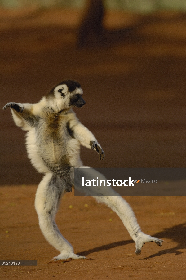 Sifaka de Verreaux (Propithecus verreauxi) saltando a través de terreno abierto, vulnerable, reserva