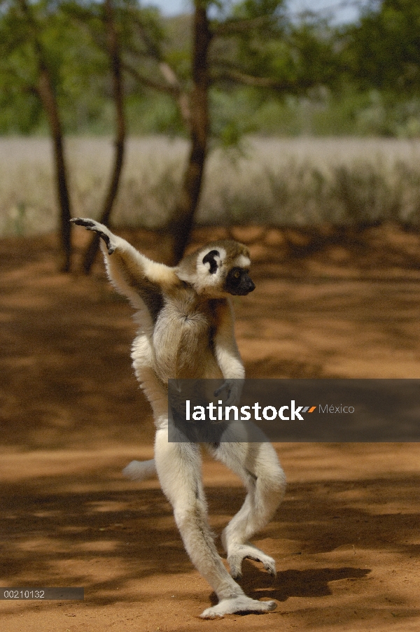 Sifaka de Verreaux (Propithecus verreauxi) saltando a través de terreno abierto, vulnerable, reserva