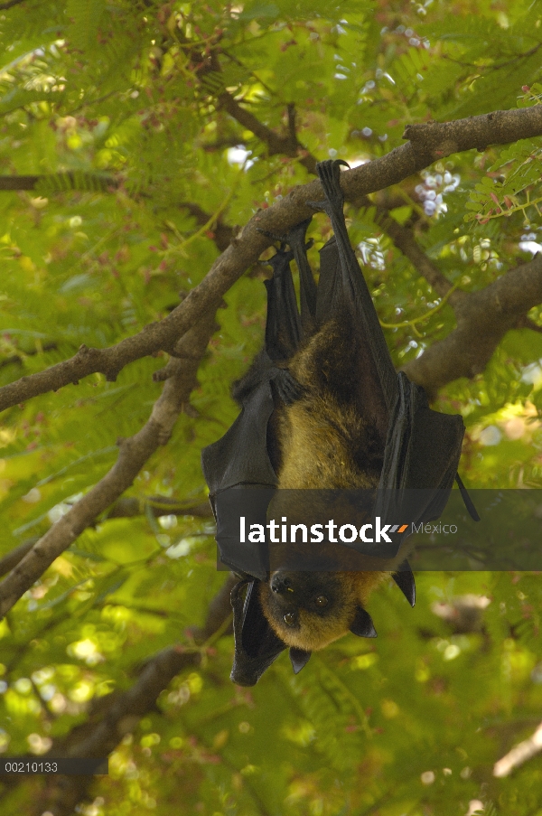 Zorro de vuelo de Madagascar (Pteropus rufus) colgando en el árbol, reserva privada de Berenty, Mada