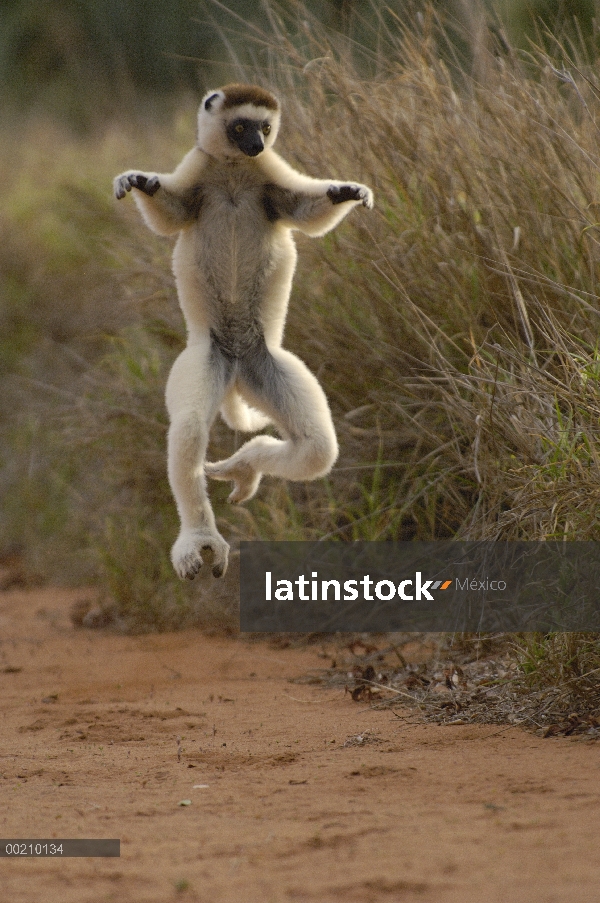 Sifaka de Verreaux (Propithecus verreauxi) saltando a través de terreno abierto, vulnerable, reserva