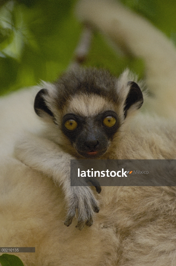 Sifaka (Propithecus verreauxi) bebé retrato cafre, vulnerable, reserva de Berenty, sur de Madagascar