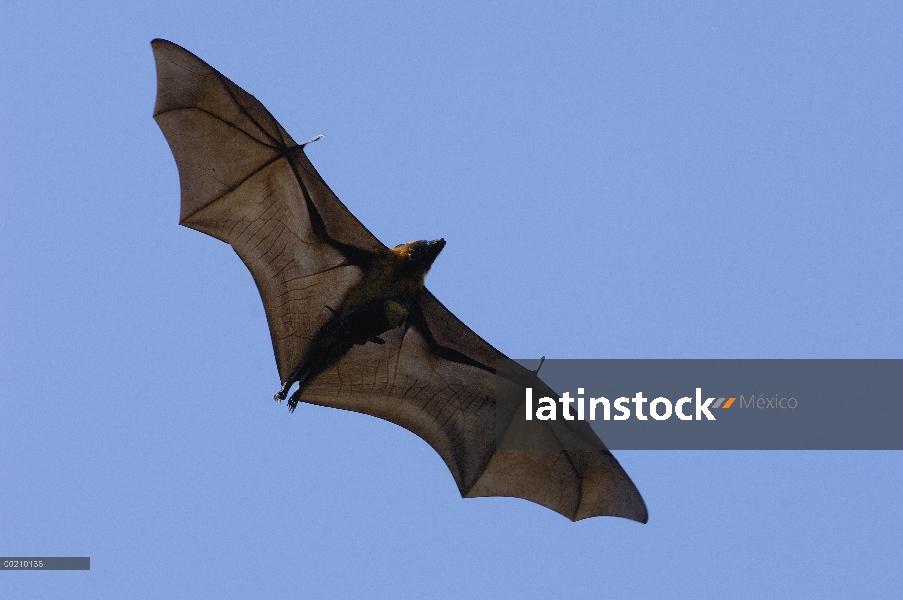 Zorro de vuelo de Madagascar (Pteropus rufus) volando, reserva privada Berenty, Madagascar