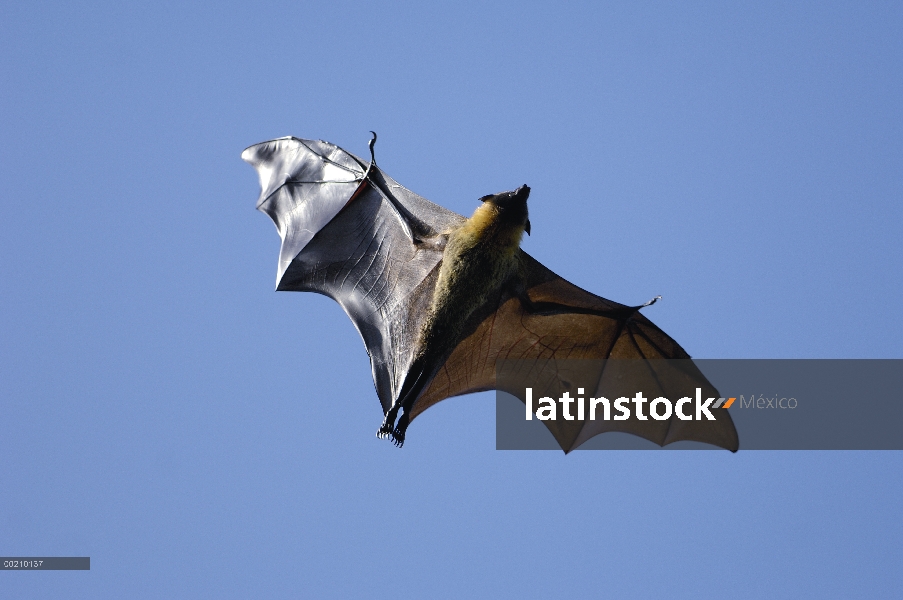 Zorro de vuelo de Madagascar (Pteropus rufus) volando, reserva privada Berenty, Madagascar