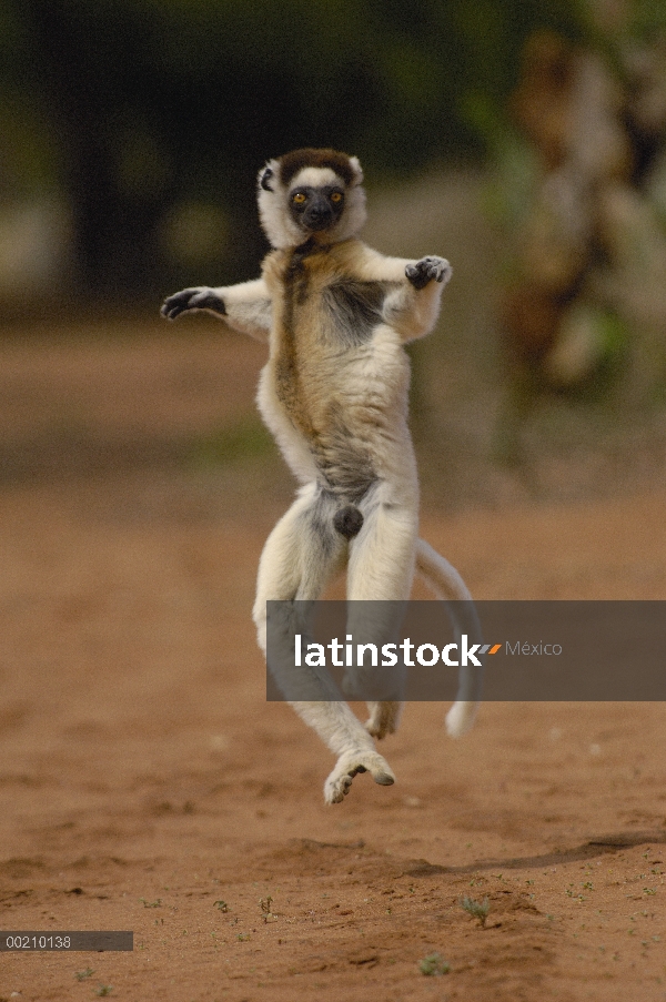 Sifaka de Verreaux (Propithecus verreauxi) saltando a través de terreno abierto, vulnerable, reserva