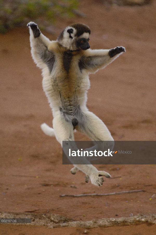 Sifaka de Verreaux (Propithecus verreauxi) saltando a través de terreno abierto, vulnerable, reserva