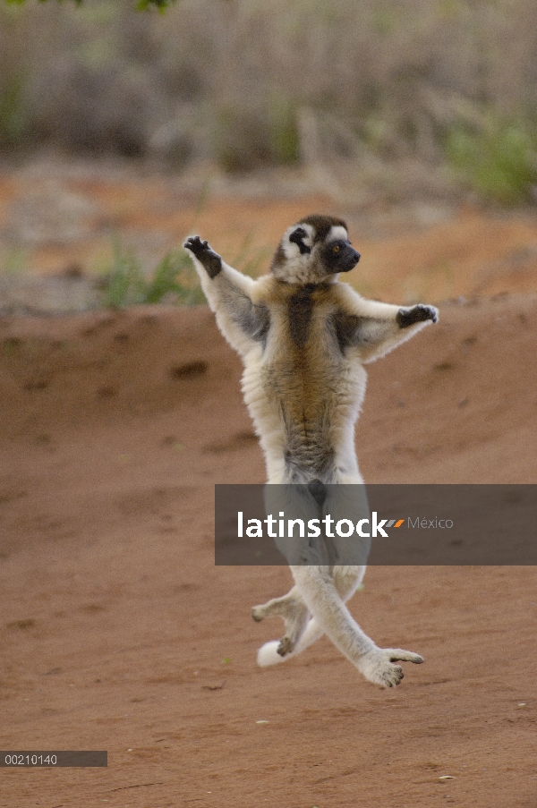 Sifaka de Verreaux (Propithecus verreauxi) saltando a través de terreno abierto, vulnerable, reserva