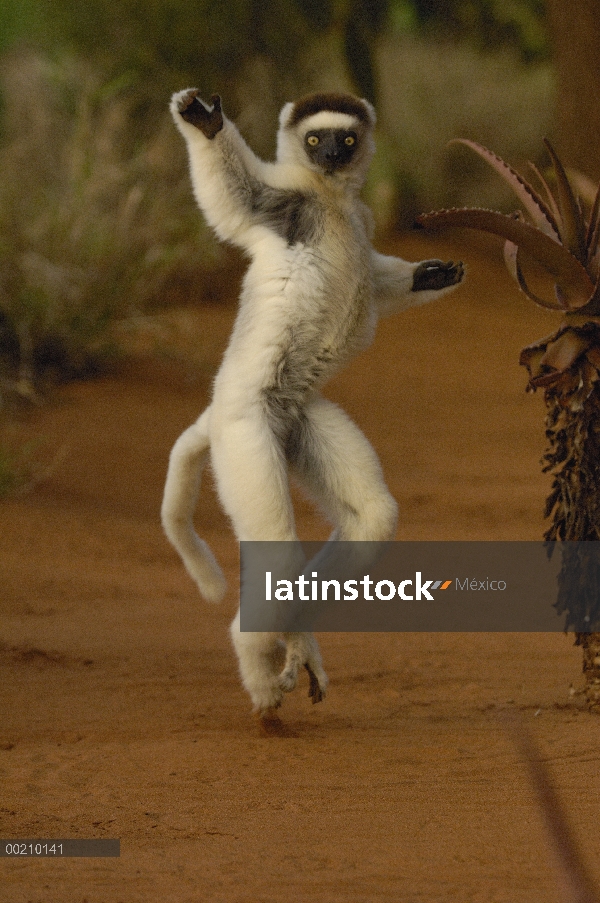 Sifaka de Verreaux (Propithecus verreauxi) saltando a través de terreno abierto, vulnerable, reserva