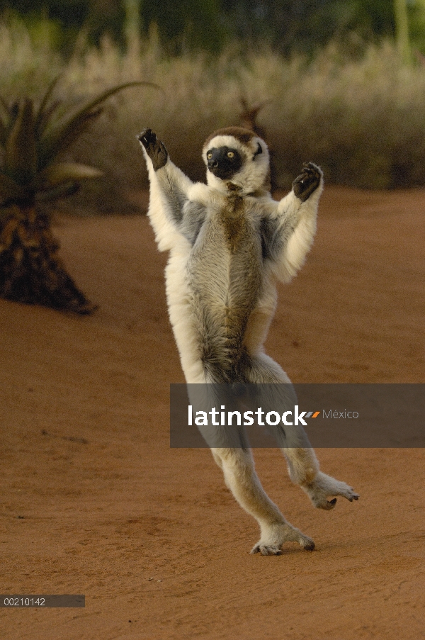 Sifaka de Verreaux (Propithecus verreauxi) saltando a través de terreno abierto, vulnerable, reserva