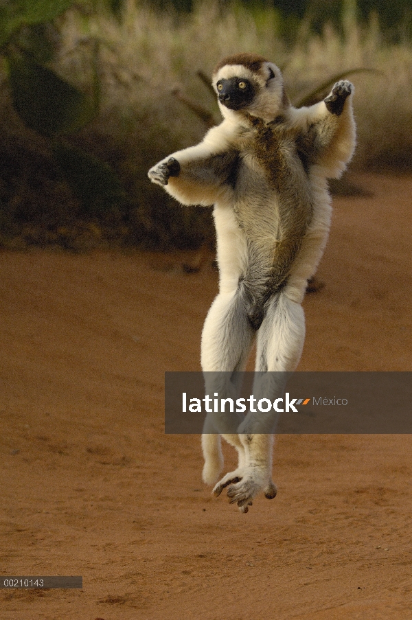 Sifaka de Verreaux (Propithecus verreauxi) saltando a través de terreno abierto, vulnerable, reserva