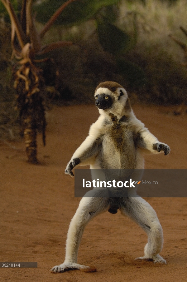 Sifaka de Verreaux (Propithecus verreauxi) saltando a través de terreno abierto, vulnerable, reserva