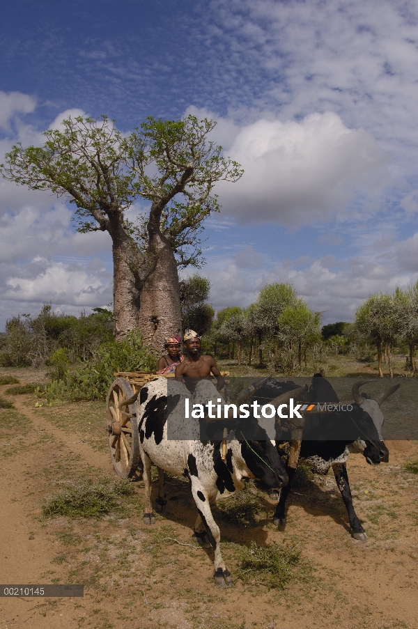 Ganado doméstico (Bos taurus), raza Cebú, tirando de carretas tradicionales con el árbol del Baobab 