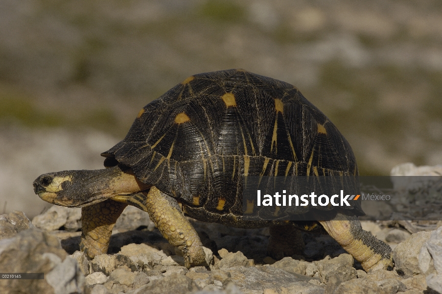 Radiada tortuga (Geochelone radiata) caminar sobre terreno rocoso, vulnerable, Madagascar