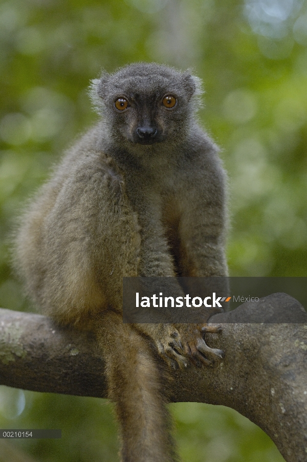 Mujer de Lémur pardo (Eulemur fulvus sanfordi) de Sanford, reserva especial de Ankarana, norte de Ma