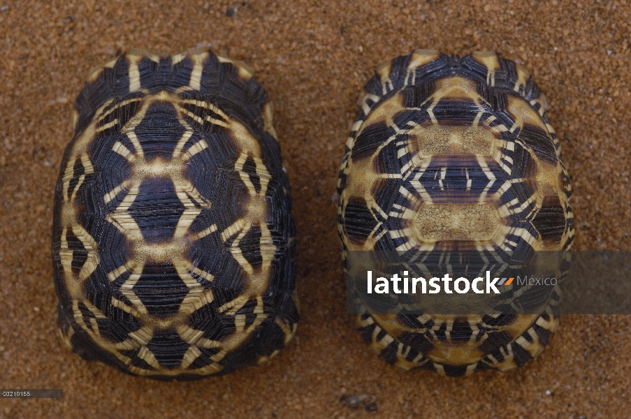 Spider Tortoise (Pyxis arachnoides) izquierda y derecha de la tortuga radiada (Geochelone radiata), 