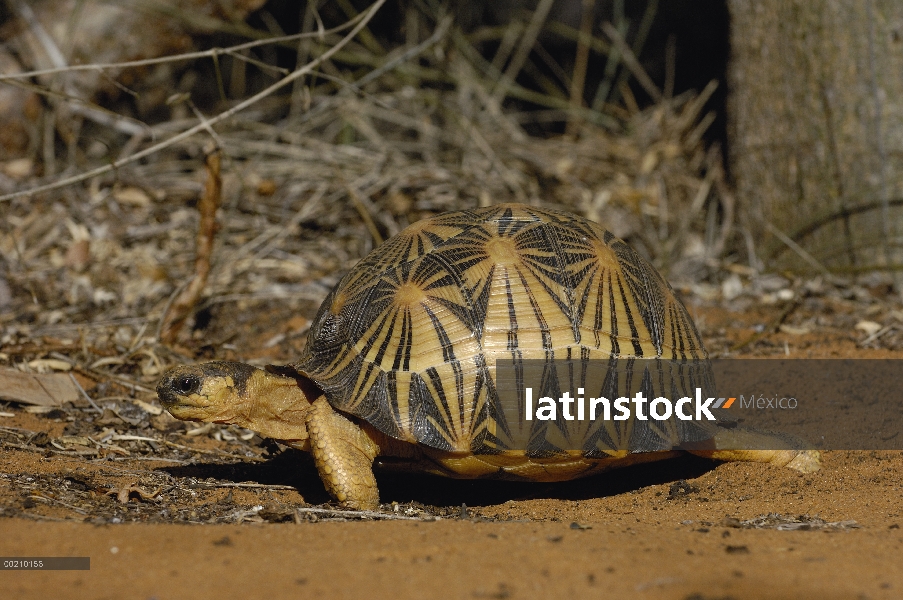 Radiada tortuga (Geochelone radiata) caminar sobre terreno arenoso, vulnerable, Madagascar