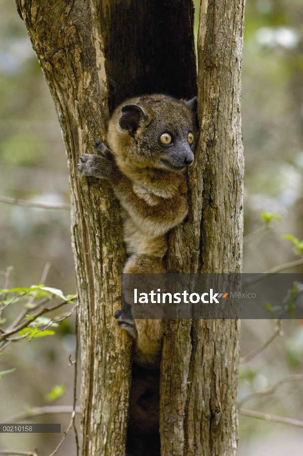 Lemur Sportive cola roja (Lepilemur ruficaudatus) en la cavidad de árbol, Zombitse reserva, Madagasc