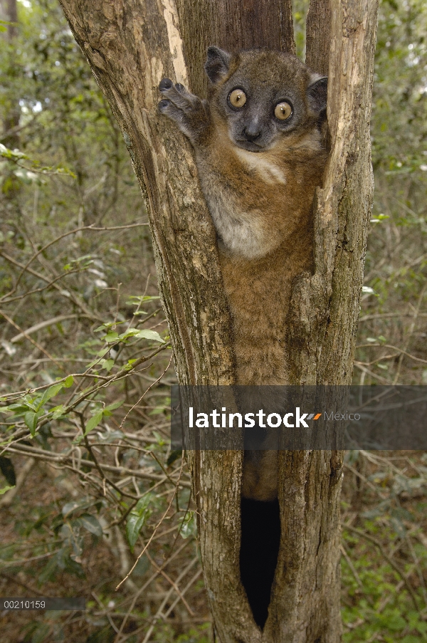 Lemur Sportive cola roja (Lepilemur ruficaudatus) en tronco, reserva, Madagascar Zombitse