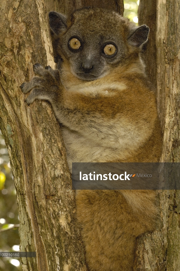 Lemur Sportive cola roja (Lepilemur ruficaudatus) en tronco, reserva, Madagascar Zombitse