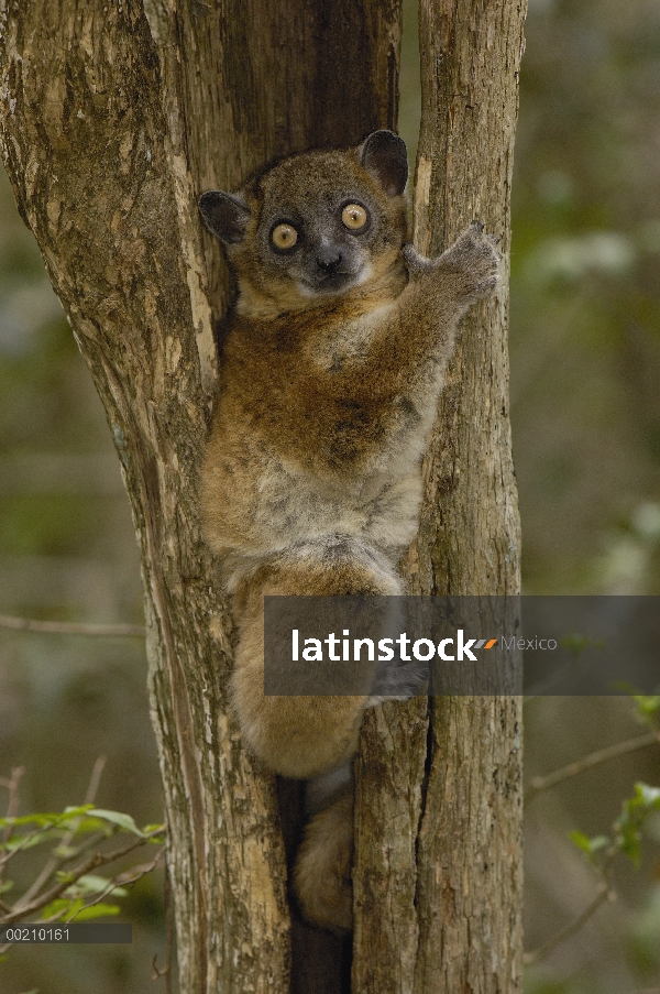 Lemur Sportive cola roja (Lepilemur ruficaudatus) en tronco, reserva, Madagascar Zombitse