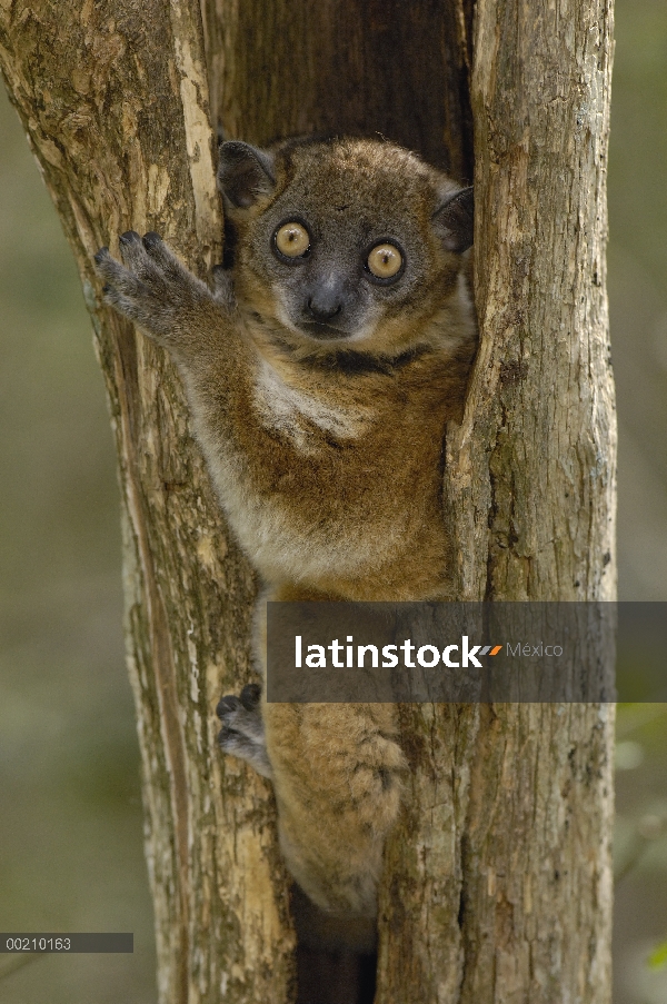 Lemur Sportive cola roja (Lepilemur ruficaudatus) en tronco, reserva, Madagascar Zombitse