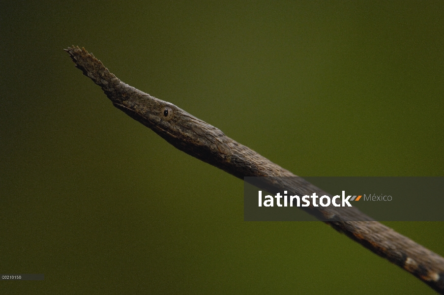 Retrato femenino, de la serpiente nariz de hoja (Langaha madagascariensis) de Madagascar, Madagascar