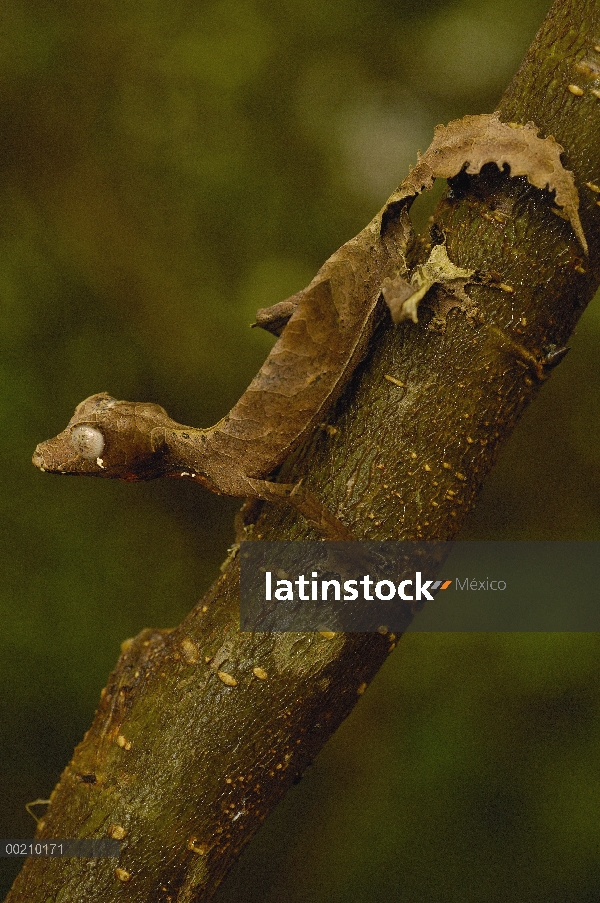 Fantástico Gecko de cola de hoja (Uroplatus fantástico) camuflado en la selva oriental de rama, Mada