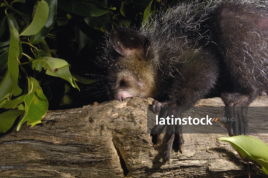 Aye-aye (Daubentonia madagascariensis) uno de los más extraños mamíferos del mundo, su peculiar disp