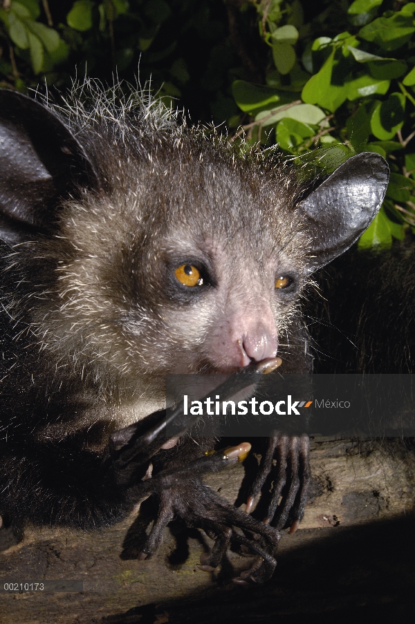 Aye-aye (Daubentonia madagascariensis) uno de los más extraños mamíferos del mundo, su peculiar disp