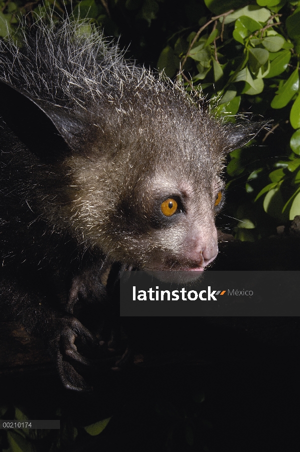 Aye-aye (Daubentonia madagascariensis) uno de los más extraños mamíferos del mundo, su peculiar disp