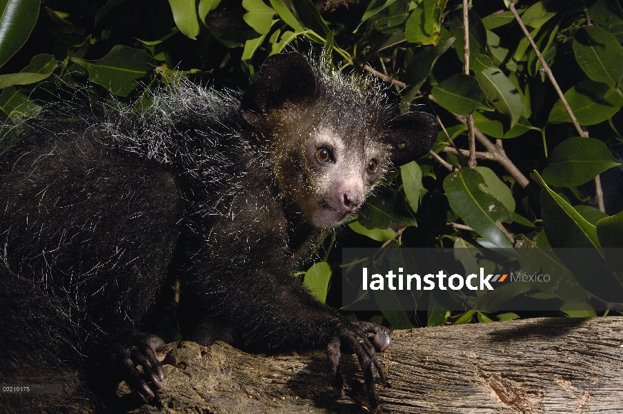 Aye-aye (Daubentonia madagascariensis) uno de los más extraños mamíferos del mundo, su peculiar disp