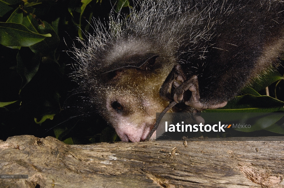 Aye-aye (Daubentonia madagascariensis) uno de los más extraños mamíferos del mundo, su peculiar disp