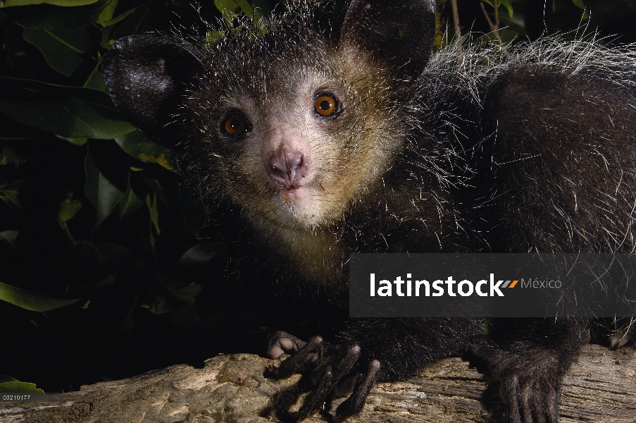 Aye-aye (Daubentonia madagascariensis) uno de los más extraños mamíferos del mundo, su peculiar disp