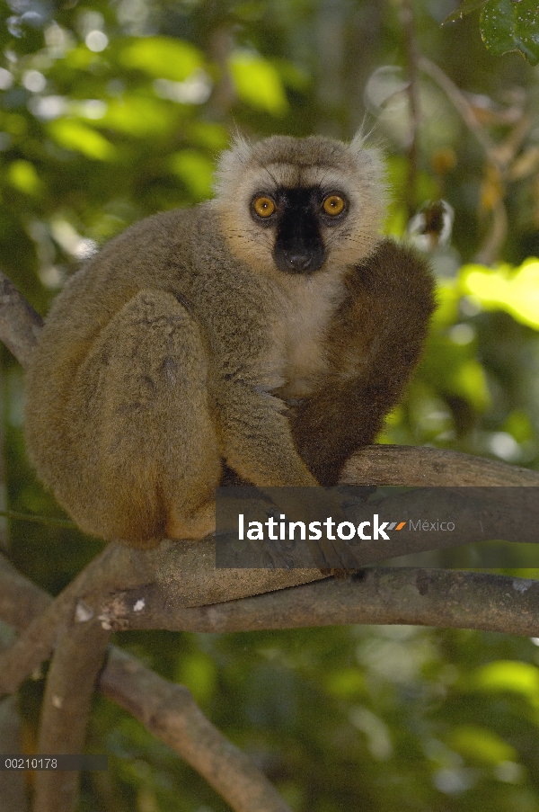 Retrato masculino del Lémur pardo (Eulemur fulvus sanfordi) de Sanford, reserva especial de Ankarana