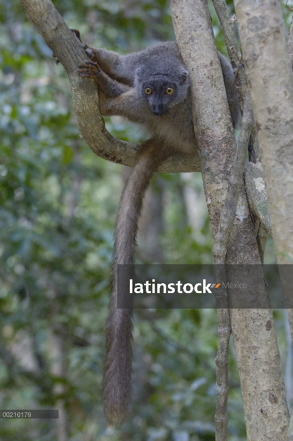 Retrato femenino del Lémur pardo (Eulemur fulvus sanfordi) de Sanford, reserva especial de Ankarana,