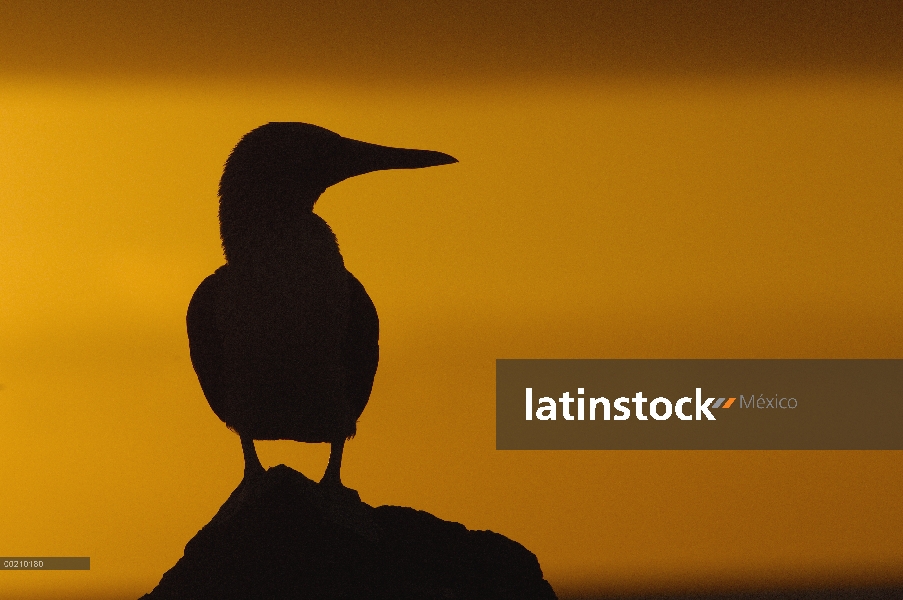 Piquero de patas azules (Sula nebouxii) Silueta al atardecer, Isla Seymour Norte, las Islas Galápago